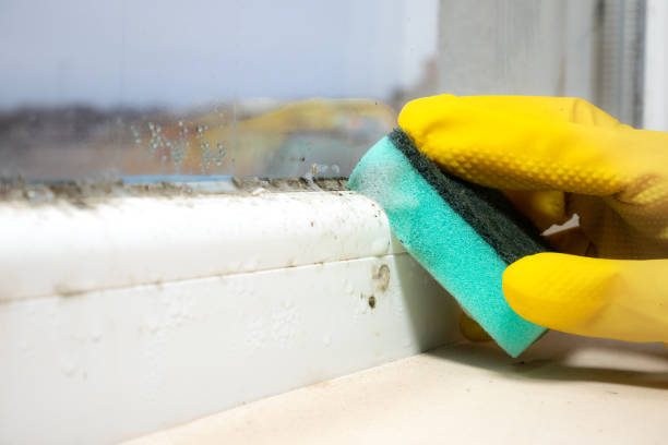 Best Mold Prevention Services  in Burlingame, CA